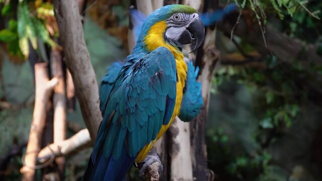 The Blue-and-yellow Macaw, Ara ararauna also known as the blue-and-gold macaw, is a large South American parrot with mostly blue top parts and light orange underparts