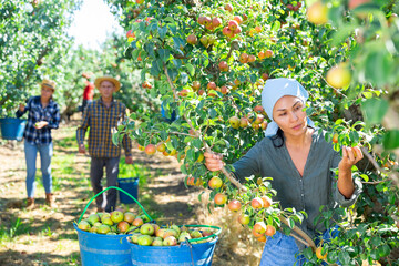 Girl, man and woman harvesting pears in big garden © JackF