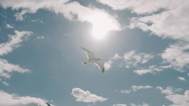 Two seagulls flapping their wings in sunny blue sky, fighting for snacks fed from tourists in Sendai, Japan