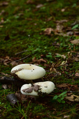 顔を出したばかりの白いキノコ