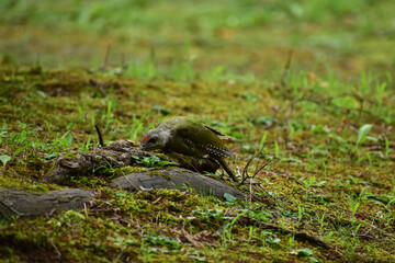 地面で虫を探すヤマゲラの幼鳥