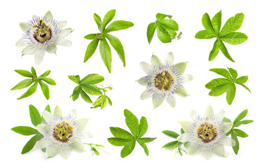 Set with Passiflora plant (passion fruit) flowers and leaves on white background