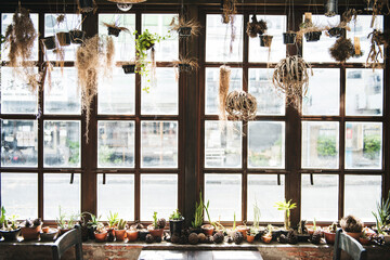 Botanical Houseplant Nature Interior Concept