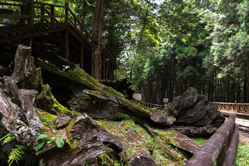 Forest in Alishan National Scenic Area, Taiwan, Asia.  