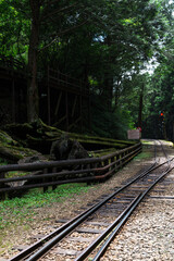 Obraz premium Forest in Alishan National Scenic Area, Taiwan, Asia. 