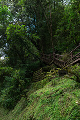 Forest in Alishan National Scenic Area, Taiwan, Asia.  