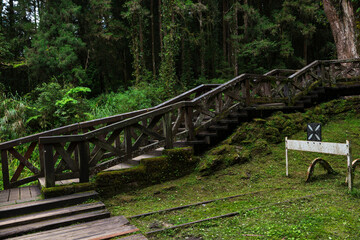 Forest in Alishan National Scenic Area, Taiwan, Asia.  