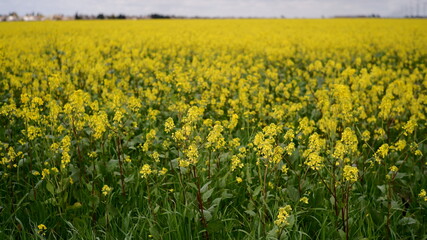 field of mustard plants