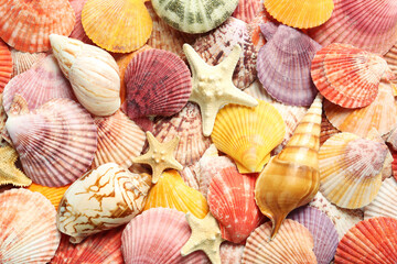 Top view of beautiful different seashells and starfishes  as background