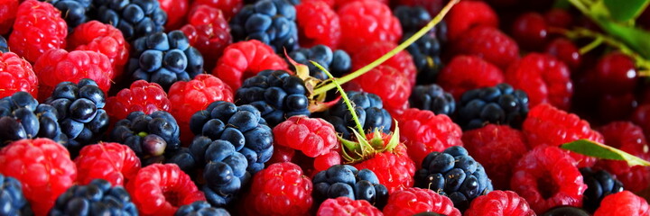 Wide angle banner for design Black and red summer berries still-life. Mix berries bramble, blackberry, cherries and red raspberries close up on blurred background of red bird cherry. Selective focus