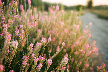 Beautiful Meadow with wild pink flowers on the roadside over sunset sky. Field background with sun flare. Selective focus.