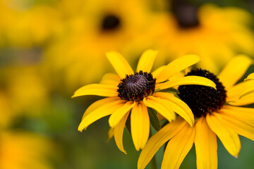 Beautiful yellow flowers in the garden, Black-eyed Susan, Orange coneflower, Perennial coneflower