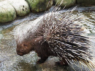 ハリネズミ