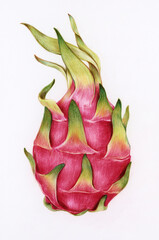 Hand drawn dragon fruit illustration