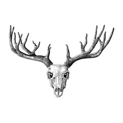 Hand drawn deer antler isolated