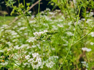 Coriander is an annual herb in the family Apiaceae. It is also known as Chinese parsley, dhania or cilantro.