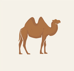 arabic camel animal vector illustration