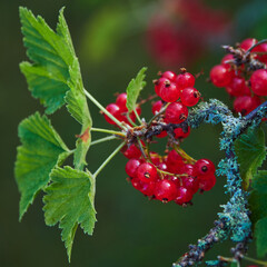 New harvest of ripe red currants on an old bush: gardening harvesting delicious color vitamins.