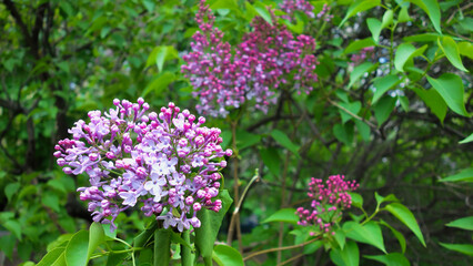 Lilac flowers in the garden