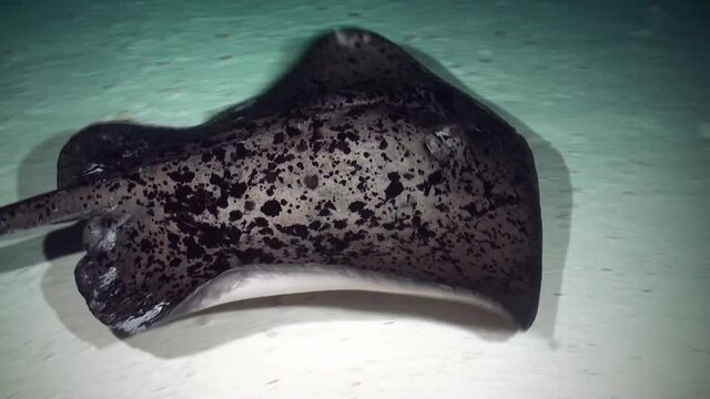 Black-blotched Stingray (Taeniura meyeni) swimming over reef at night