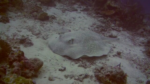 Porcupine Ray (Urogymnus asperrimus) swimming over coral reef