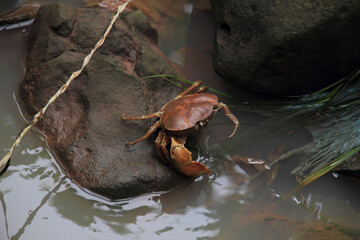 Crab on a stone.
Close-up of a crustacean in a river.
Fauna concept.
