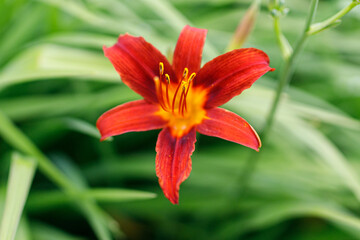 Colourful flowers from my garden