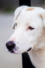 hermoso perro color blanco, con nariz negra mojada, viendo hacia el horizonte con ojos café sobre un fondo desenfocado