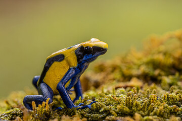 Endangered yellow poisoned dart frog sitting on the rock with bokeh background.