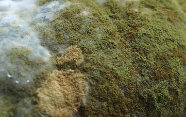 Green and white mold on the surface of bread, photo in blur, abstraction
