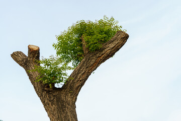 The trees were partially cut to regenerate and not let the height of the trees fall over the...