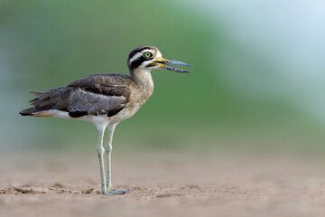 Great thick-knee or stone curlew (Esacus recurvirostris) lovely camouflage brown with black masked cover big eyes and large beaks