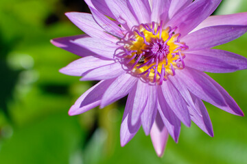 nénuphar avec des abeilles qui butinent