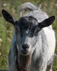 goat on the farm