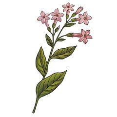 drawing tobacco plant with leaves and flowers isolated at white background, hand drawn illustration