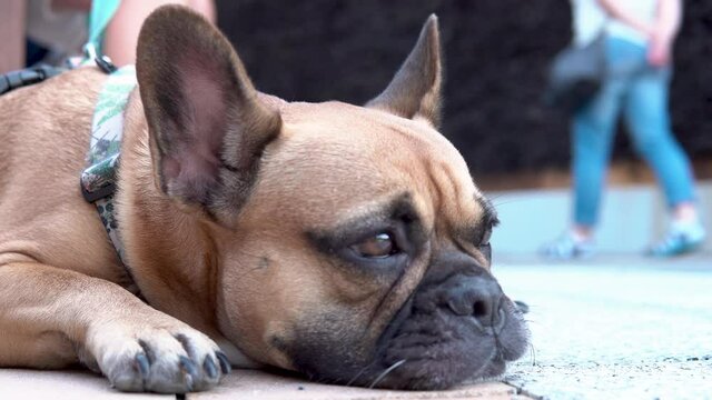 Close Up Image Of A French Bulldog Puppy Rested Outdoor During Daytime.