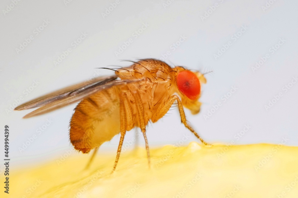 Wall mural fruit fly or vinegar fly (drosophila melanogaster) on banana fruit surface.