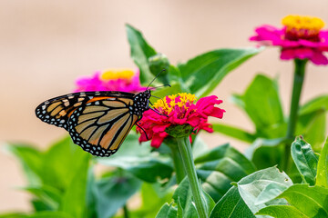 Closeup of a monarch butterfly pollinating a bright pink zinnia flower - Michigan