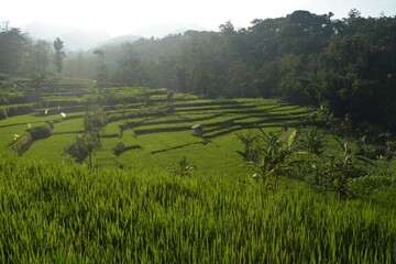 rice terraces in island