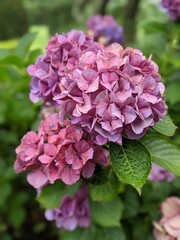 pink hydrangea flowers
