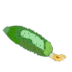 illustration of a whole cucumber isolated on a white background.