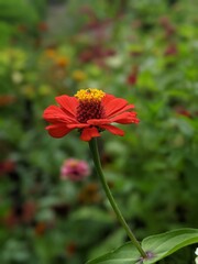 red and yellow flower