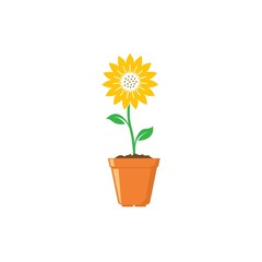 sunflower growing in pot icon vector illustration design template