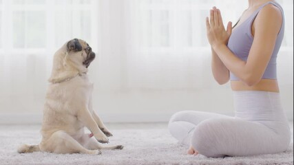 Calm of Beautiful Asian woman practice Breathing yoga lotus pose with cute dog pug breed enjoy and relax with yoga together in living room,Recreation Exercise with Dog at home Concept,Dolly Shot