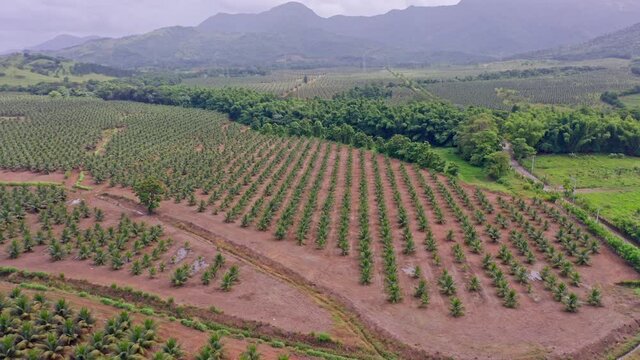 Rising aerial shot of dwarf coconut farm in the Villa Altagracia Area, Dominican Republic, rural area with mountain surroundings