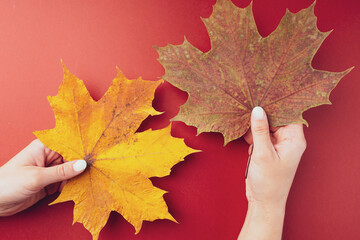 Maple autumn dry leaf in women's hands on a red background, close-up, copy space, top view. The symbol of Canada. The concept of choice. Bright background, splash screen or greeting card