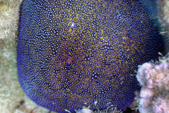etoile de mer culcita dans le lagon de moorea -  polynesie francaise