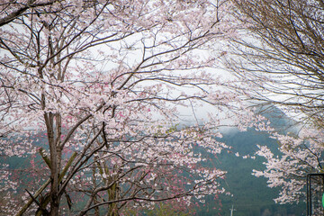 일본의 봄과 꽃