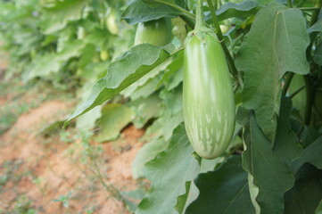 Green brinjal