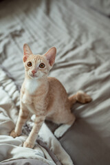 cute short hair asian kitten cat